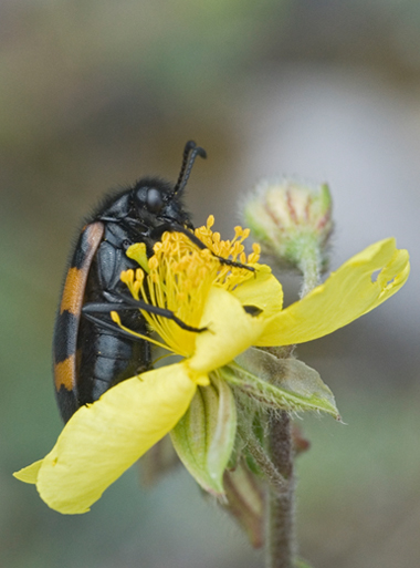 Mylabris variabilis